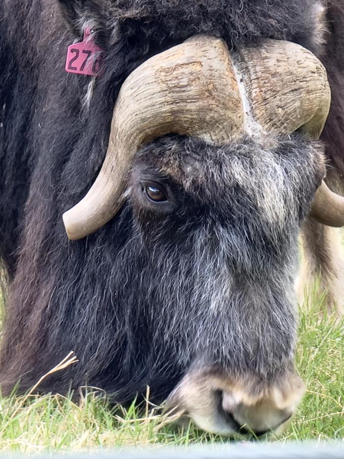 Alaska Grizzly Lodge Феърбанкс Екстериор снимка