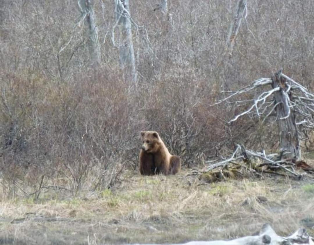 Alaska Grizzly Lodge Феърбанкс Екстериор снимка