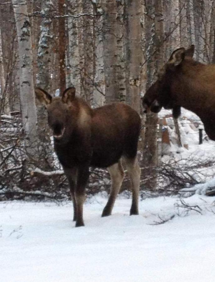 Alaska Grizzly Lodge Феърбанкс Екстериор снимка